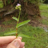 Murdannia nudiflora (L.) Brenan